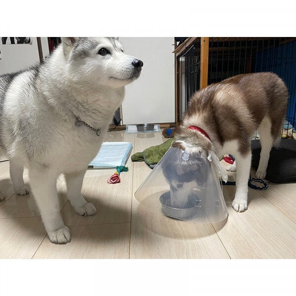 치사하게 밥 그릇 독점 하는 댕