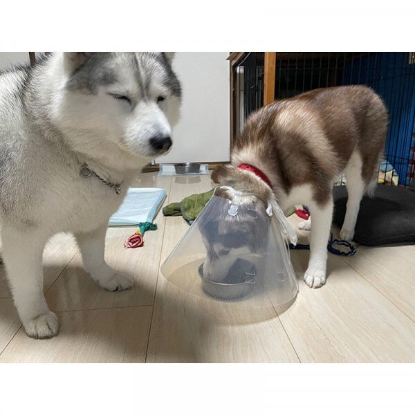 치사하게 밥 그릇 독점 하는 댕