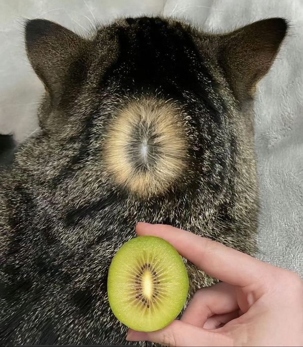 키위