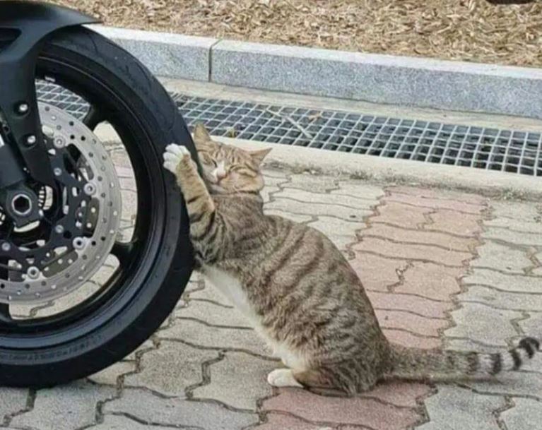 타이어고양이