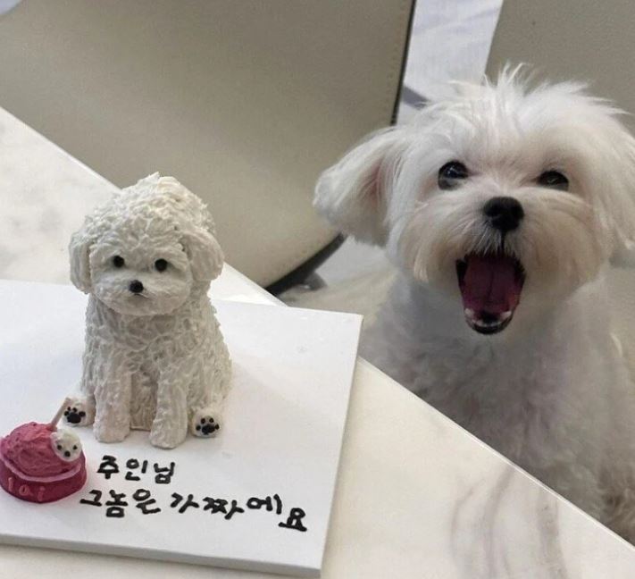 강아지캐익