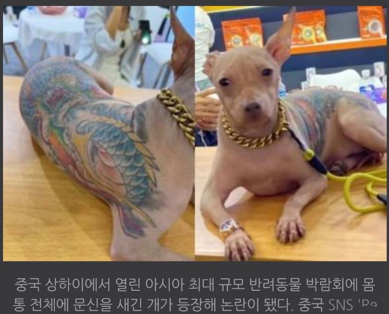 강아지문신