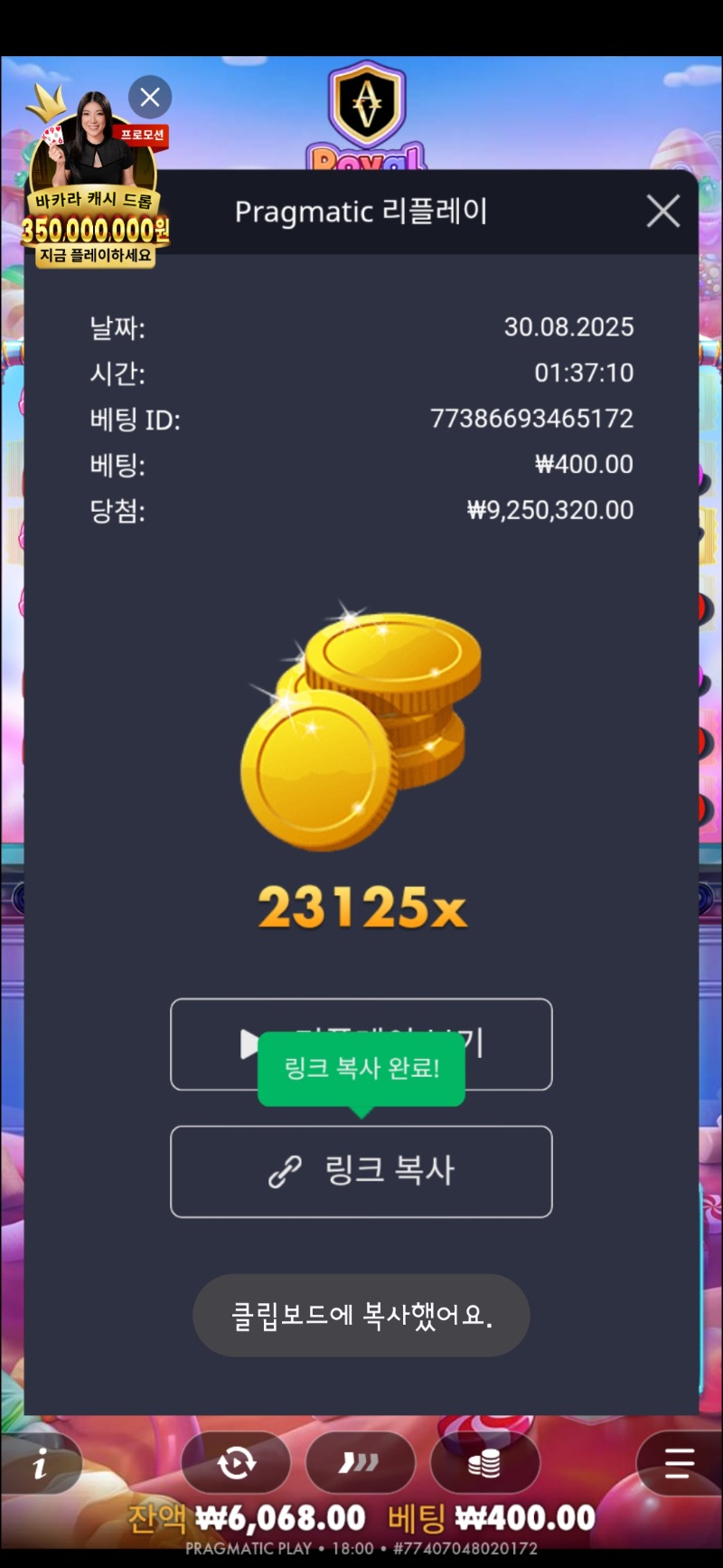 로얄슈천 23125