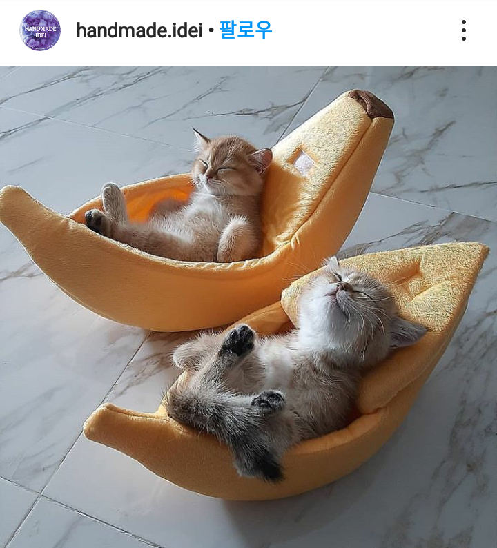 바나나냥