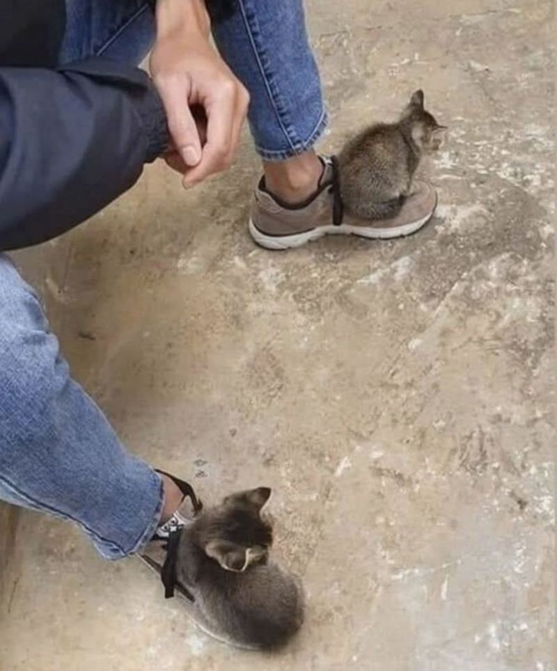 냥냥이 2마리가 첨 보는 사람 집에 못 가게 하는 장면