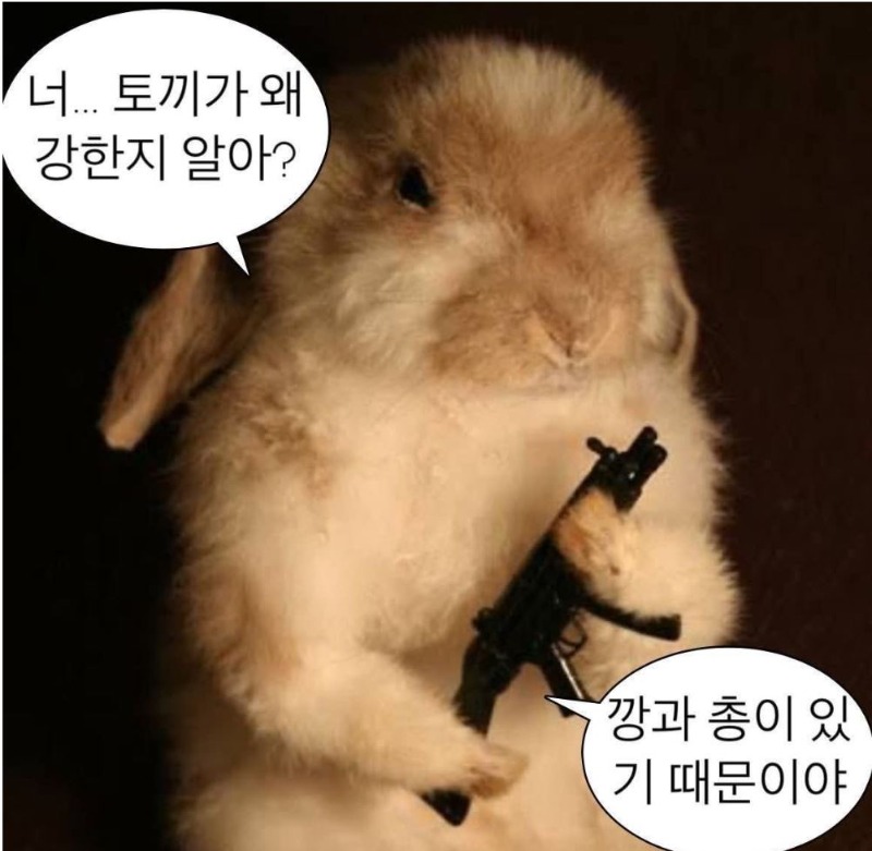 토끼가강한이유