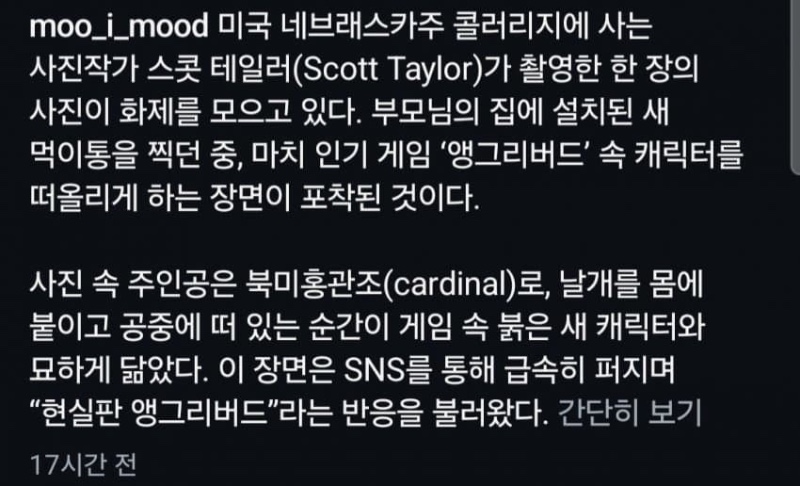 미국에서 촬영된 현실판 엥그리 버드