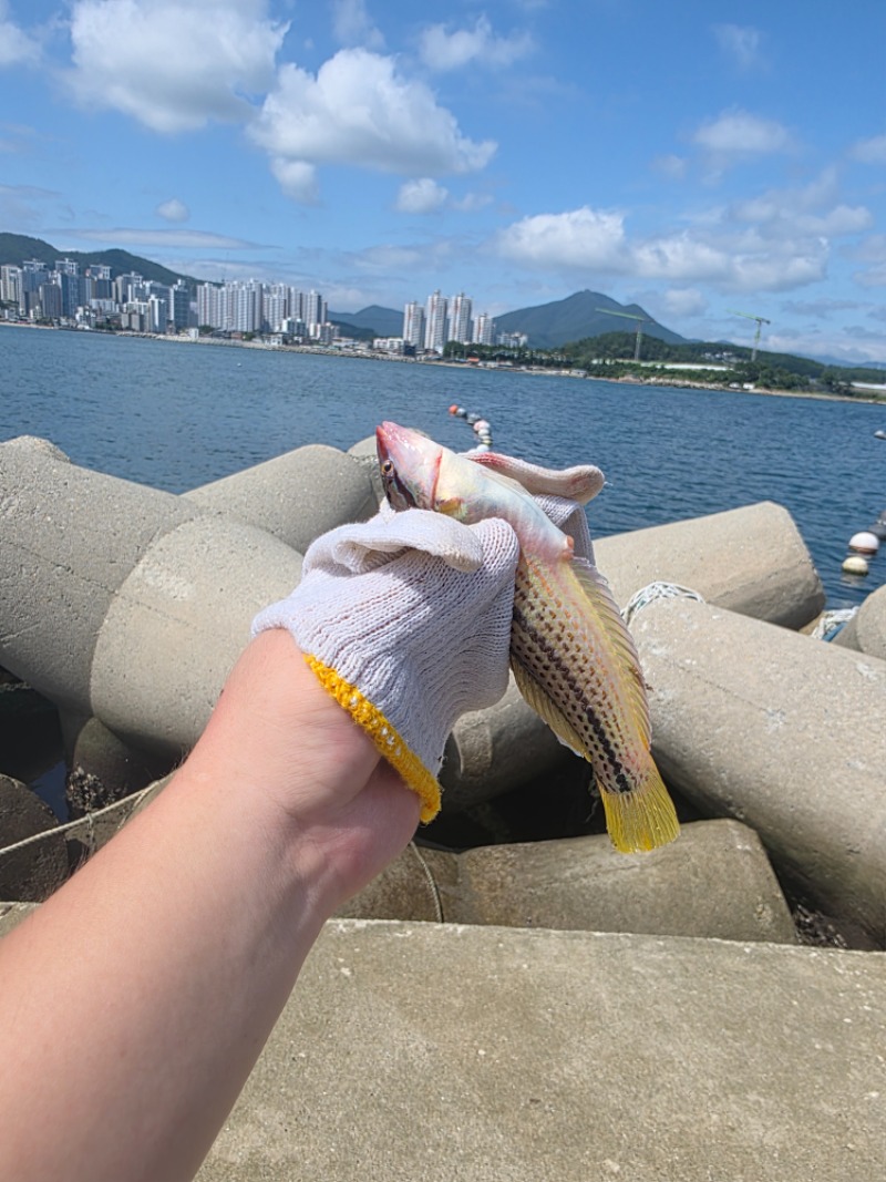 이고기이름아시는분?