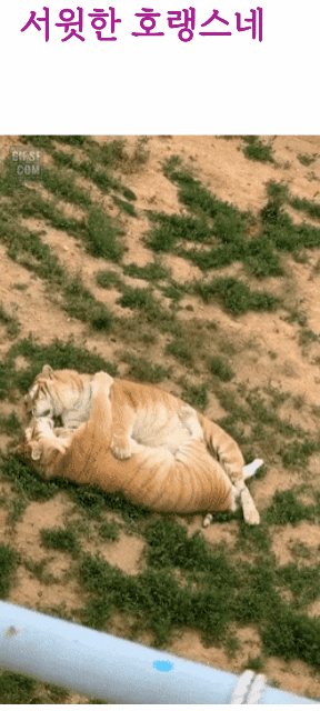 스윗한:랑이v