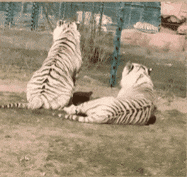 스윗한:랑이v