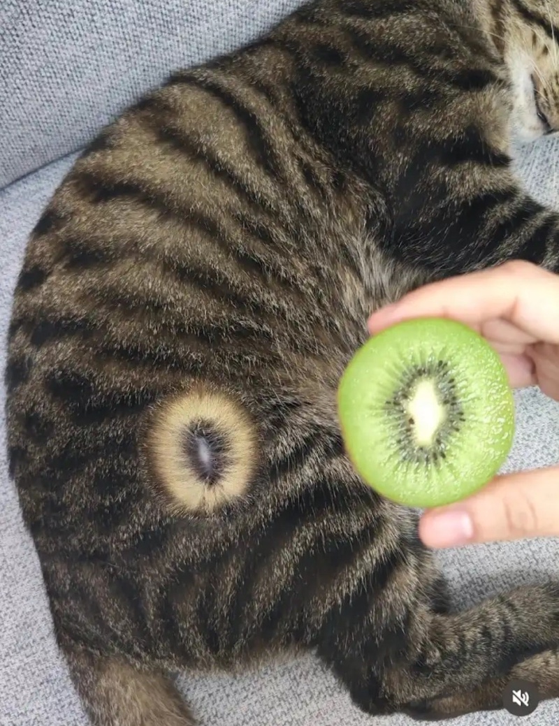 키위 고양이