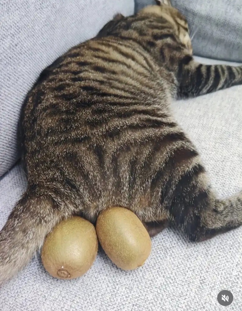 키위 고양이