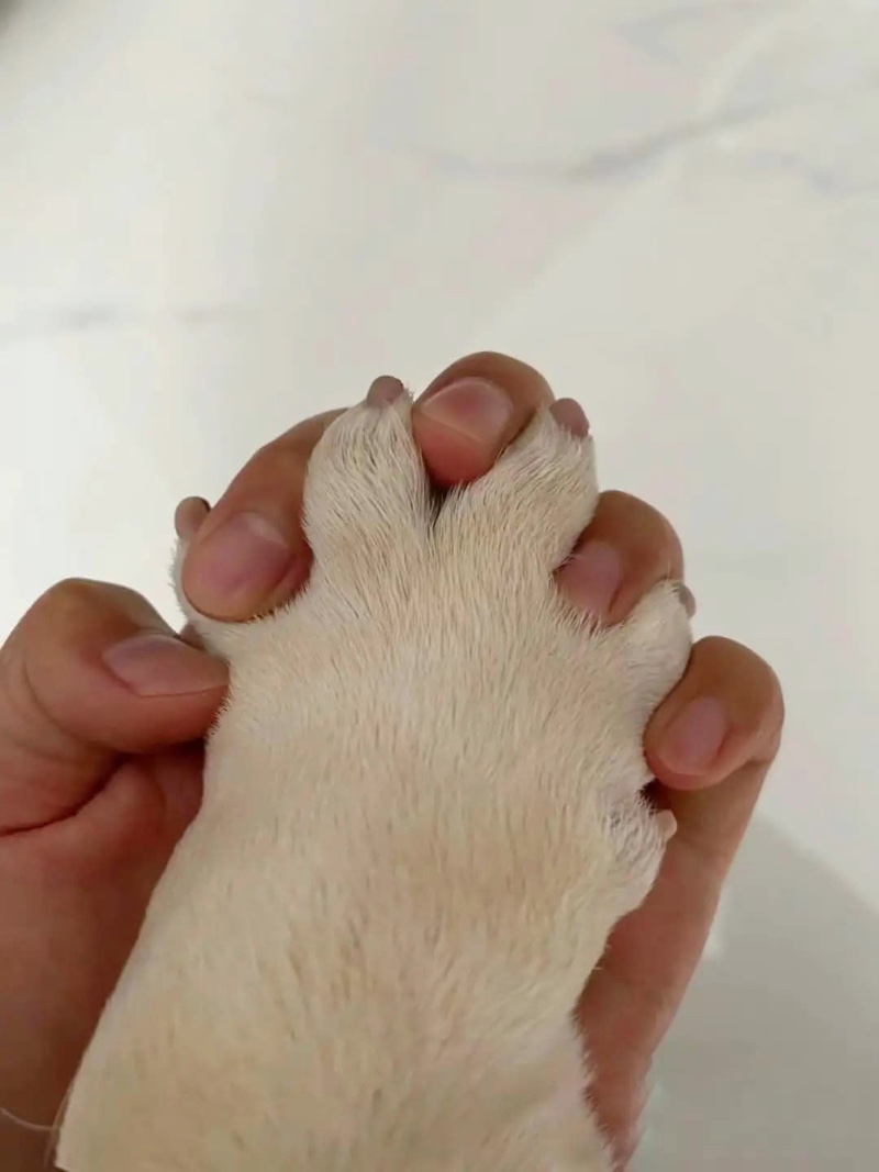 의외로 대형견이랑 할 수 있는것