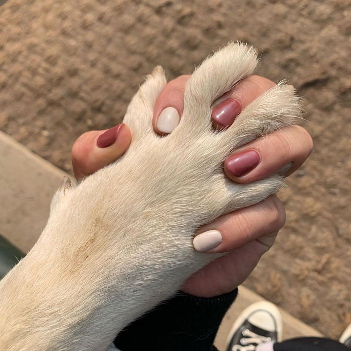 의외로 대형견이랑 할 수 있는것