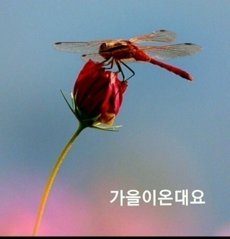 굿몽~무기징예 부부
