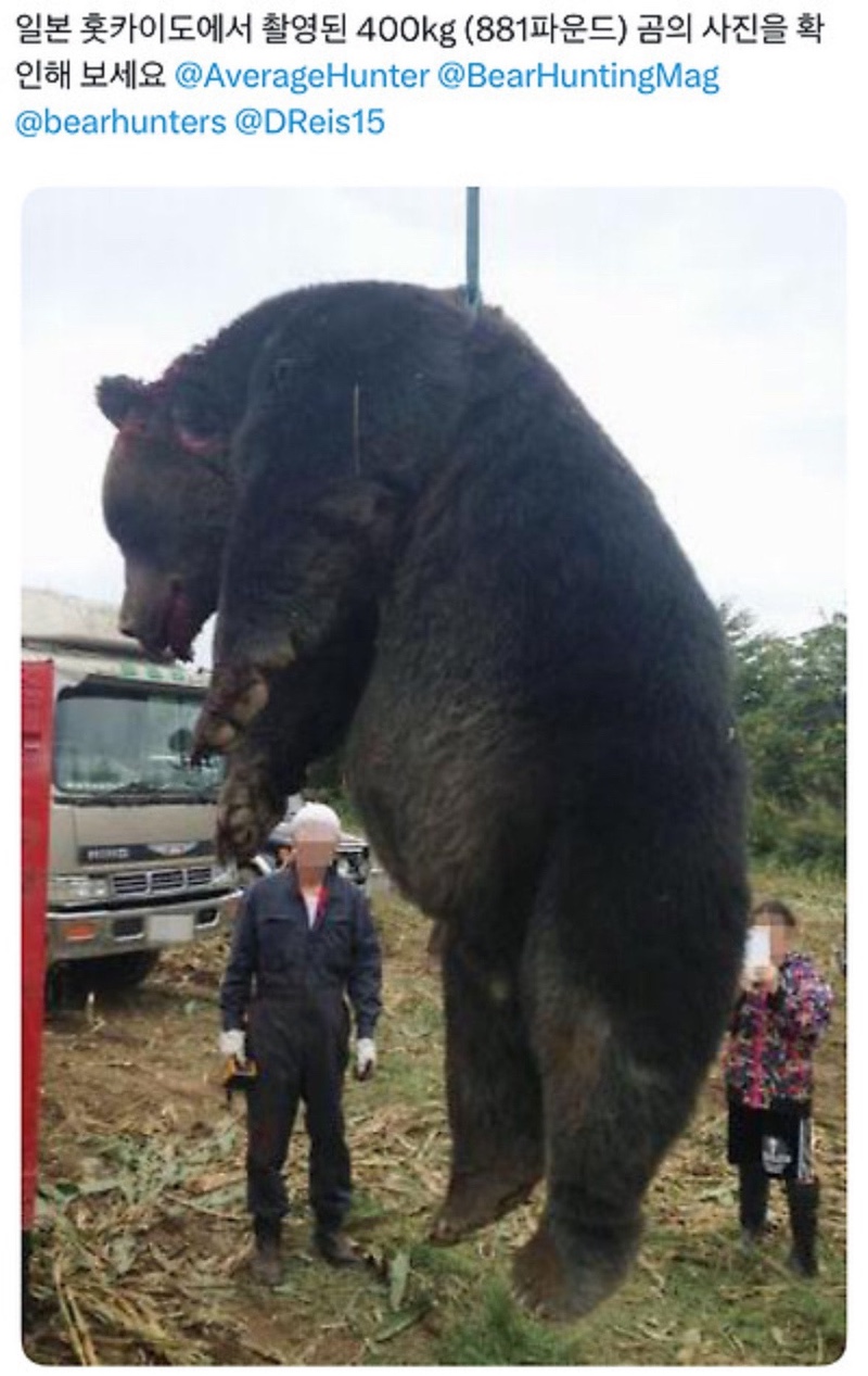북해도에서 400kg 불곰 포획
