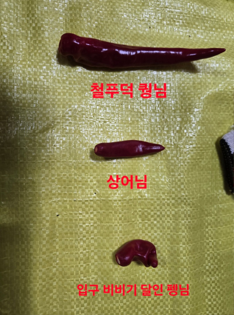 퀑님!!  상어님!!  펭님!!