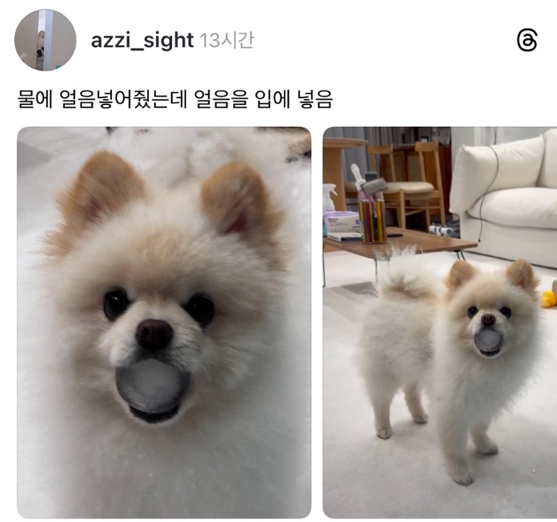 강아지 시원하라고 물에 얼음을 :