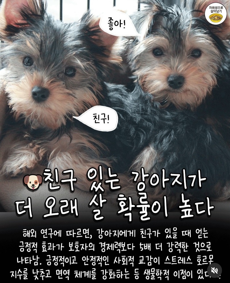 굿밤~강아지 연구결과