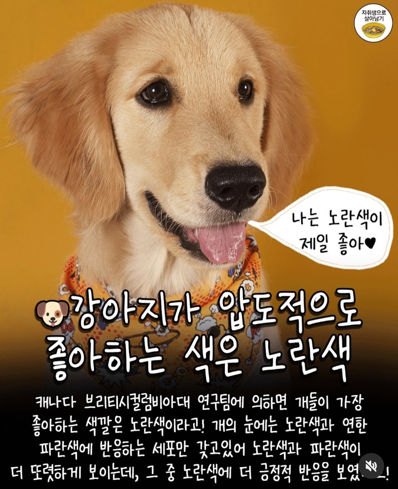 굿밤~강아지 연구결과