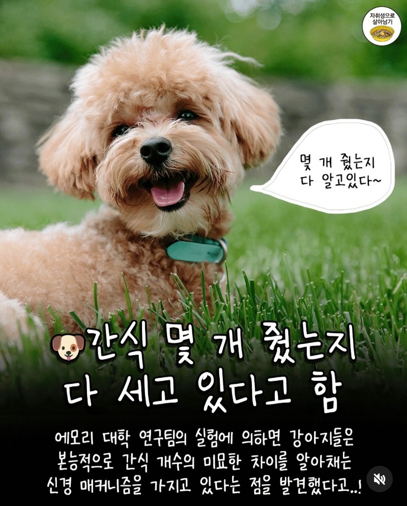 굿밤~강아지 연구결과