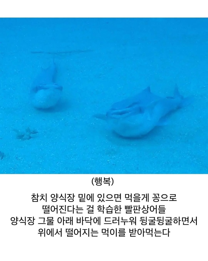 인간 덕분에 꿀빨고 있는 생물