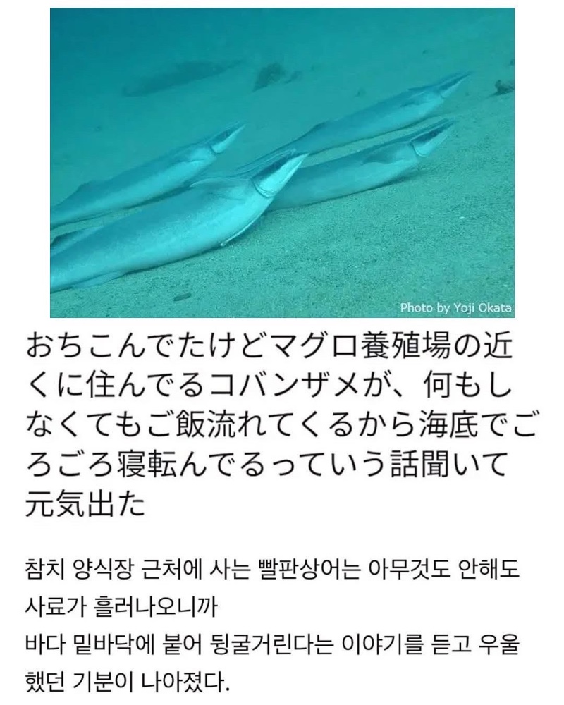 인간 덕분에 꿀빨고 있는 생물
