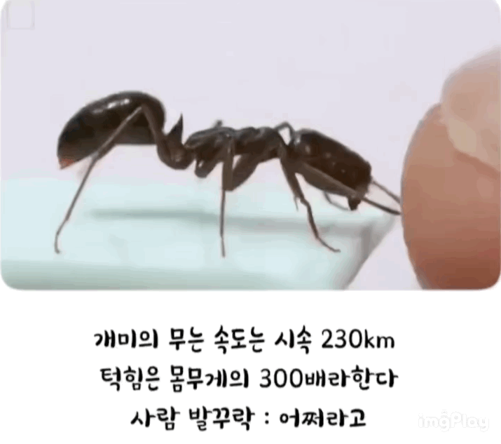 개미가 무는 속도