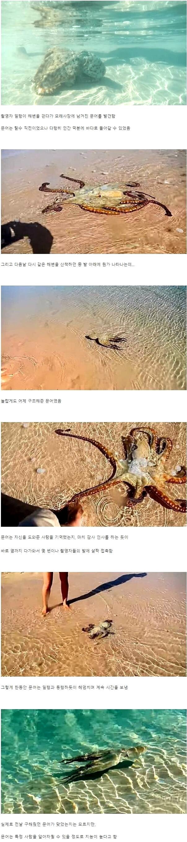 구해준 인간에게 감사인사를 한 문어