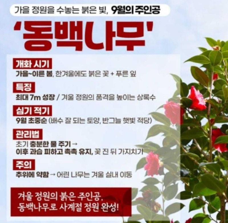 가을동백나무