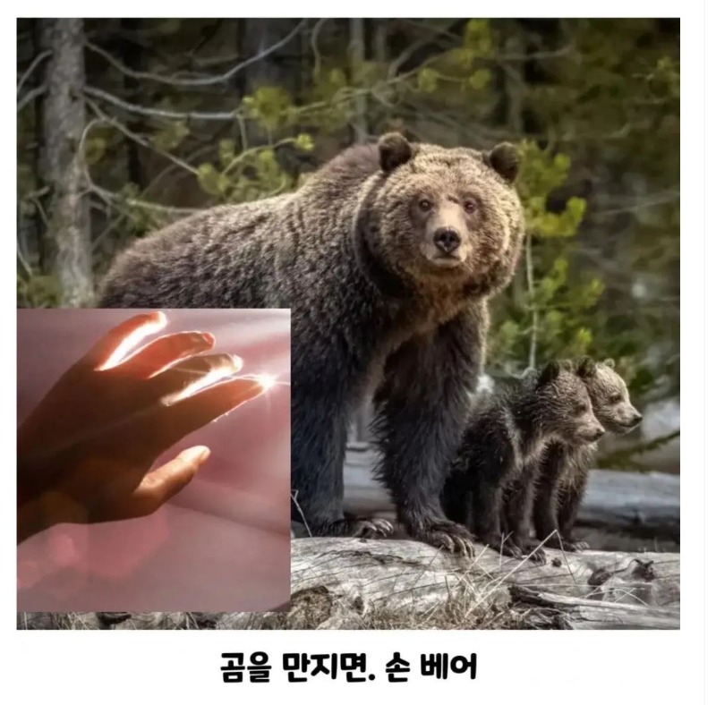 손베어