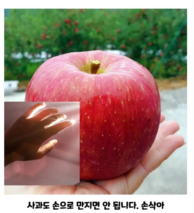 손삭아