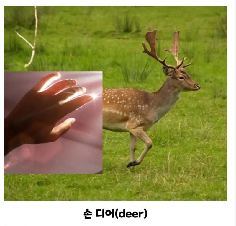 손디어