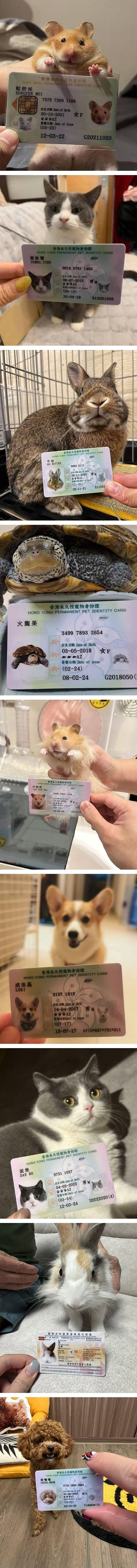 홍콩에서 발급하는 반려동물 신분증