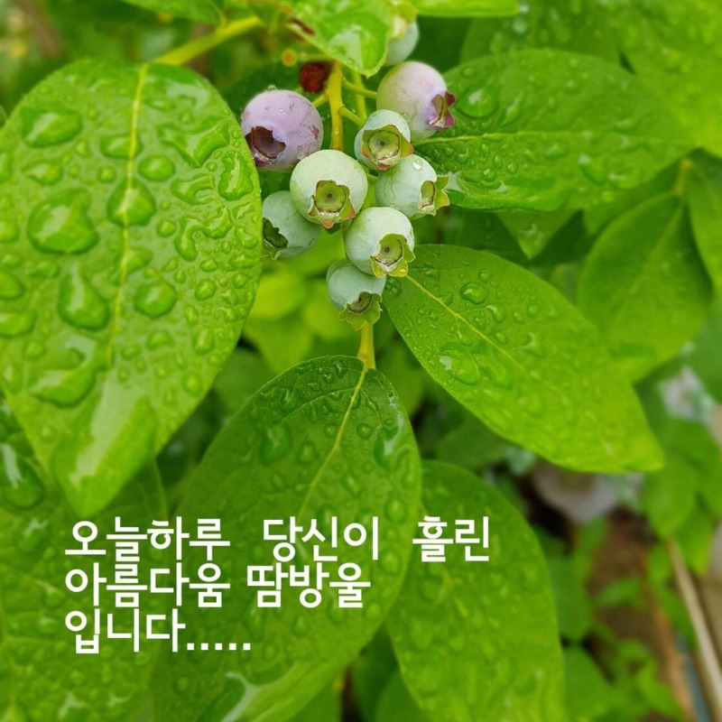 굿몽~여자들이 좋아하는말 투표