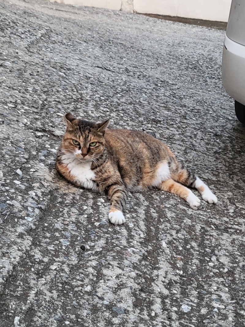 양이아부지~~