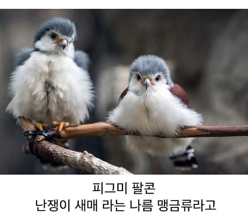 세상에서 가장 작은 맹금류