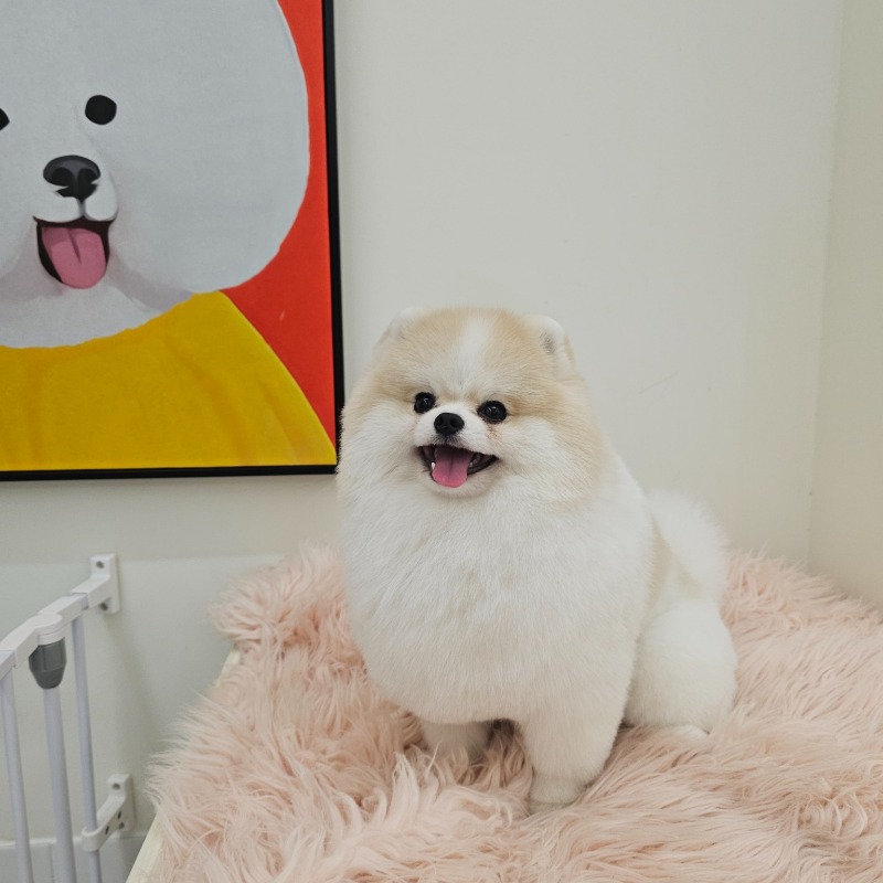 로이 미용완료 ㅎ