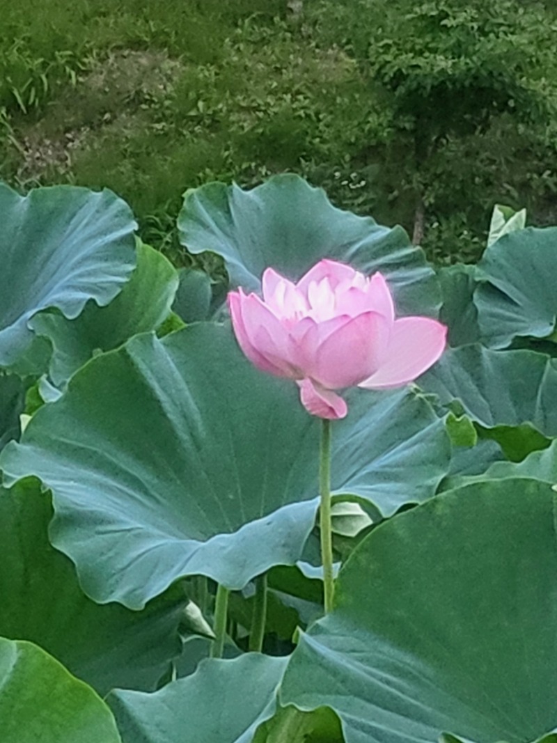 행운을 받아가세요~