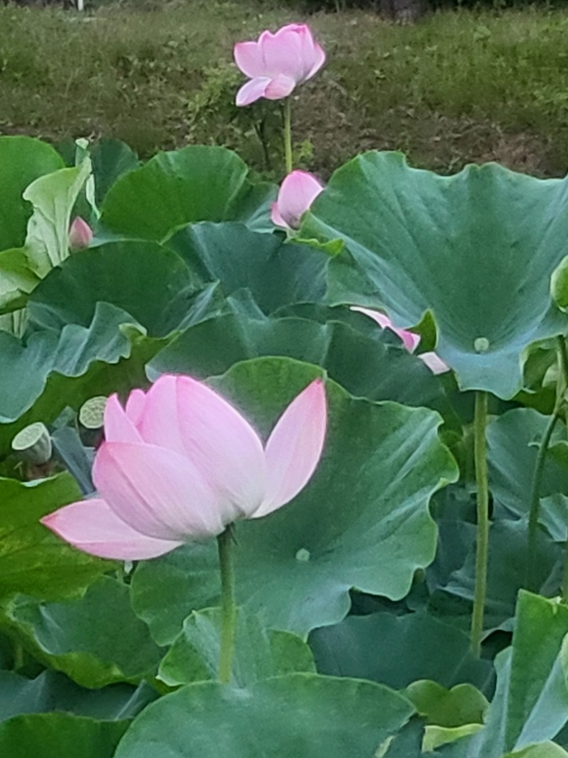 행운을 받아가세요~