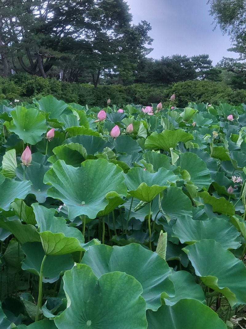 행운을 받아가세요~