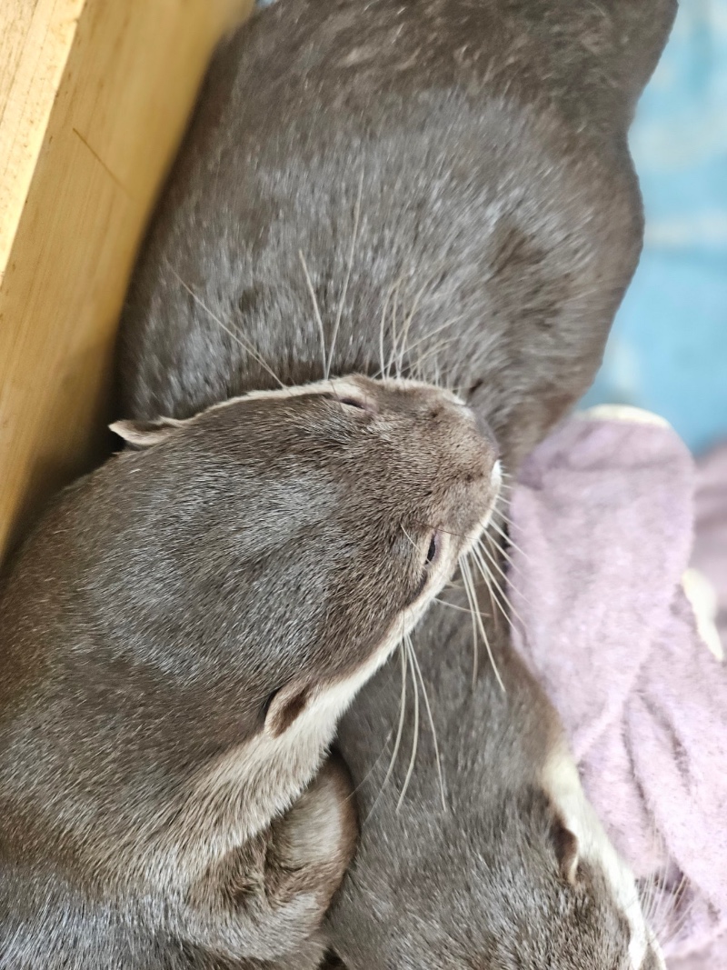 낮에 : 달이 보고 왔어요