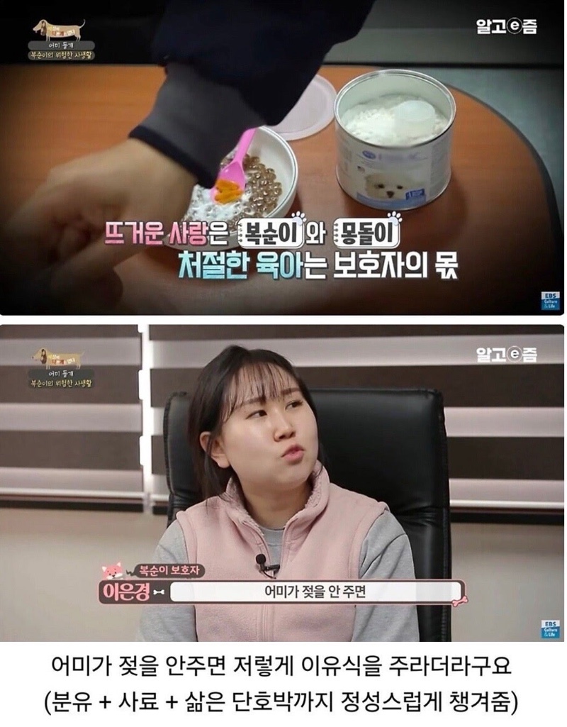 이상하게 통실했던 5주차 댕댕이