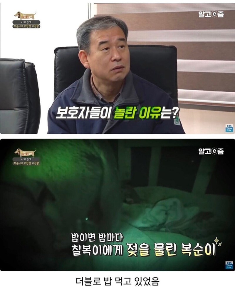 이상하게 통실했던 5주차 댕댕이