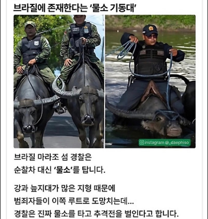 순찰차 대신 물소 타는 브라질