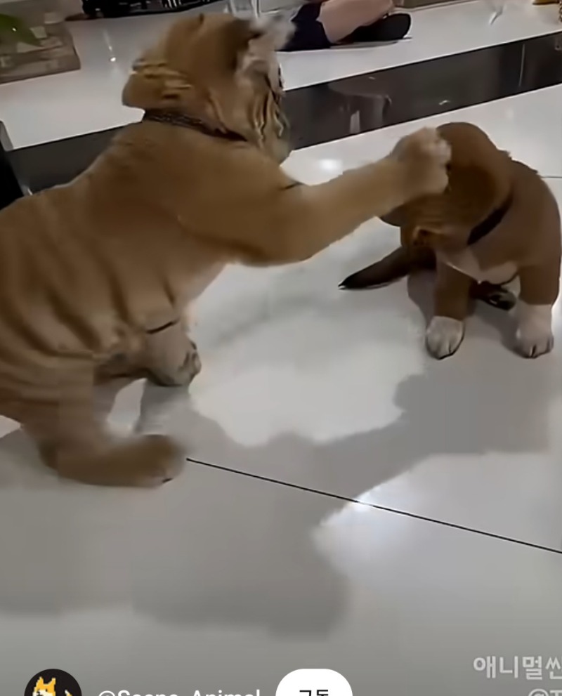 랑아 강아지는때리는거아니다!