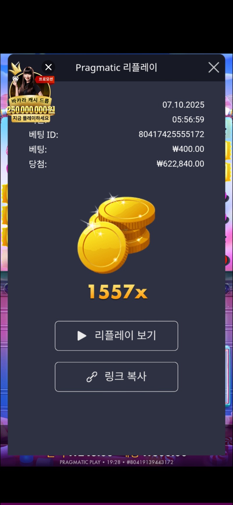 슈가1557배