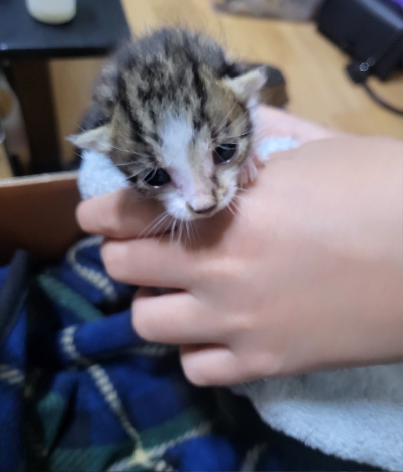 새끼냥이..대체원하는게뭐니...?