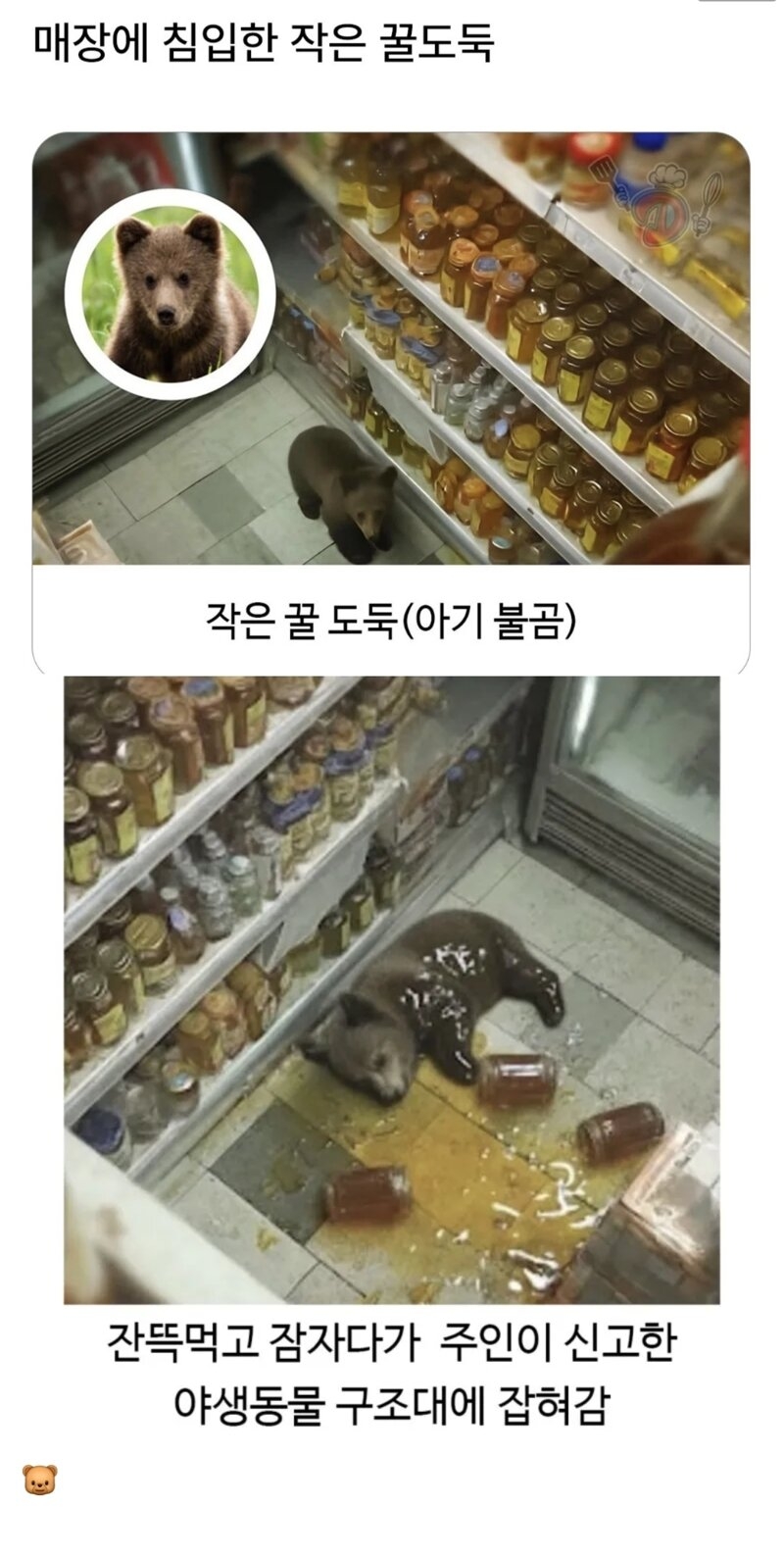 매장에 침입한 작은 꿀 도둑