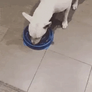 빨리 못먹게 만든 강아지 밥그릇